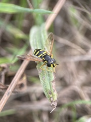 Chrysotoxum festivum