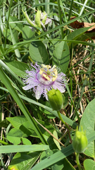Passiflora incarnata