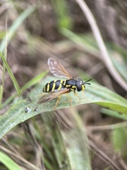 Chrysotoxum festivum