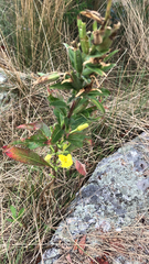 Oenothera
