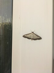 Cydalima perspectalis