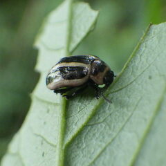 Calligrapha californica