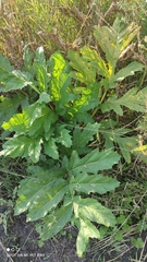 Heracleum mantegazzianum