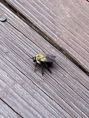 Xylocopa virginica virginica