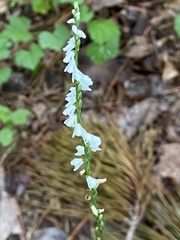 Spiranthes tuberosa