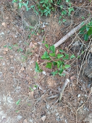 Smilax aspera