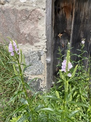Physostegia virginiana
