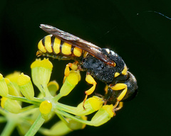 Lestica clypeata