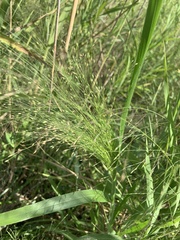 Panicum