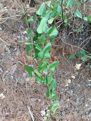 Smilax aspera