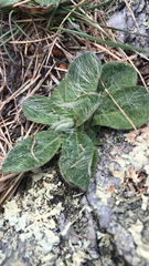 Pilosella officinarum