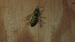 Dolichovespula arenaria