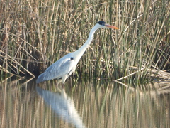 Ardea cocoi