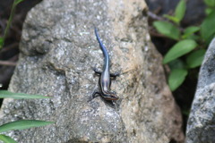 Plestiodon fasciatus