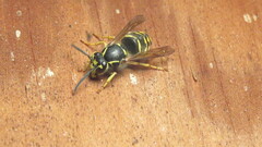 Dolichovespula arenaria