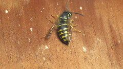 Dolichovespula arenaria
