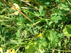 Lotus corniculatus