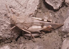 Oedipoda