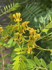 Senna hebecarpa
