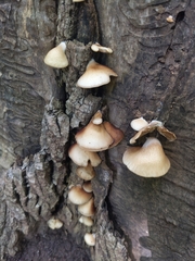 Crepidotus applanatus