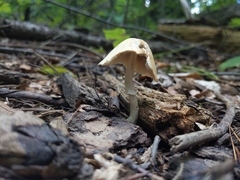 Agaricales