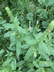 Teucrium canadense