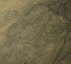 Etheostoma nigrum