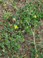 Oxalis dillenii