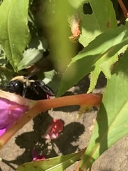 Xylocopa virginica virginica