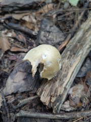Agaricales