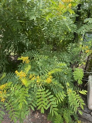 Senna hebecarpa