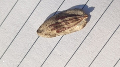 Heracleum mantegazzianum