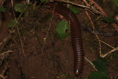 Narceus americanus