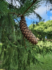 Picea abies