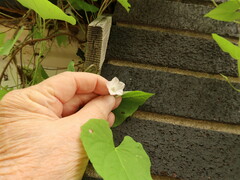 Ipomoea lacunosa