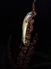 Takydromus tachydromoides