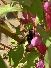 Xylocopa virginica virginica