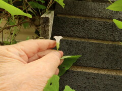 Ipomoea lacunosa