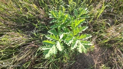 Heracleum mantegazzianum