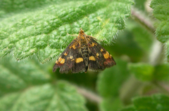 Pyrausta aurata