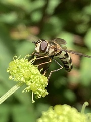 Dasysyrphus intrudens