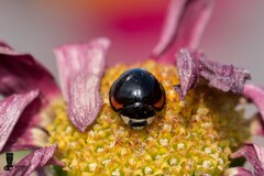 Cheilomenes sexmaculata