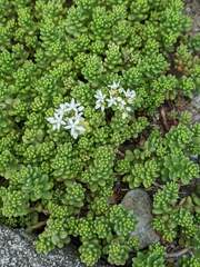 Sedum