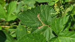 Cosmopterix zieglerella