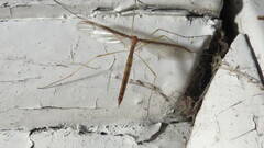 Tricyphona