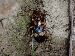 Pheropsophus jessoensis