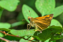 Ochlodes sylvanoides