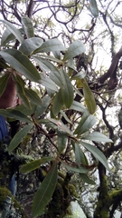 Comarostaphylis discolor