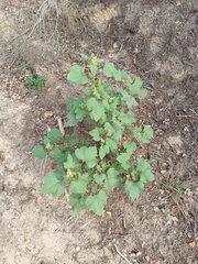 Xanthium orientale