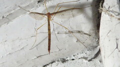 Tricyphona